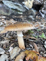 Amanita rubescens