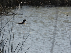 Fulica rufifrons