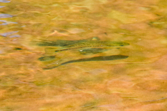 Micropterus salmoides