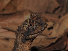 Uranoscodon superciliosus