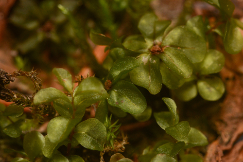 Naked Rhizomnium Moss (Rhizomnium nudum)