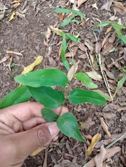 Smilax campestris