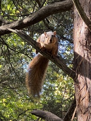 Sciurus niger