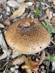 Amanita rubescens