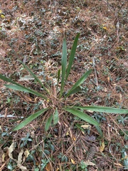 Yucca filamentosa