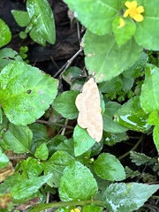 Scopula umbilicata