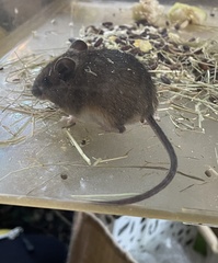Apodemus sylvaticus