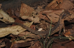 Uranoscodon superciliosus