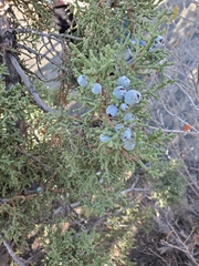 Juniperus osteosperma