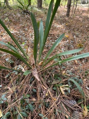 Yucca filamentosa