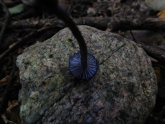 Entoloma serrulatum