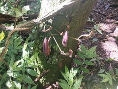Aristolochia maxima
