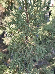 Juniperus osteosperma
