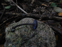Entoloma serrulatum