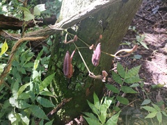 Aristolochia maxima