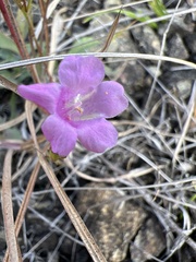 Agalinis decemloba