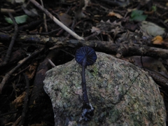 Entoloma serrulatum