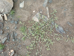 Alternanthera sessilis