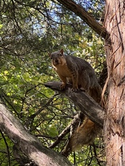 Sciurus niger