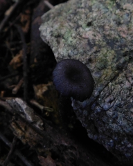 Entoloma serrulatum