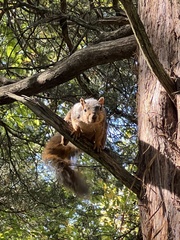 Sciurus niger