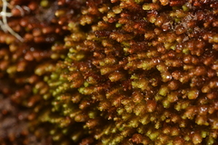 Marsupella sphacelata