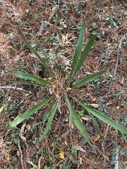 Yucca filamentosa