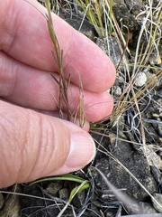 Agalinis decemloba