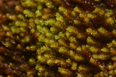 Marsupella sphacelata