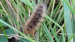 Phragmatobia fuliginosa