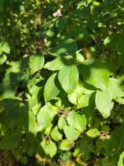 Cornus sanguinea