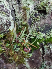 Cladonia ochrochlora