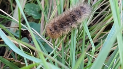 Phragmatobia fuliginosa