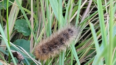 Phragmatobia fuliginosa