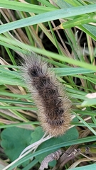 Phragmatobia fuliginosa