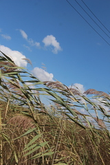 Phragmites australis altissimus