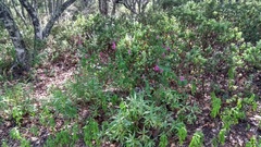 Salvia curviflora