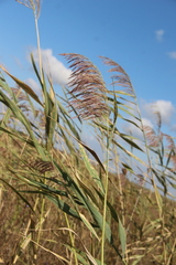Phragmites australis altissimus
