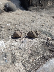 Thaisella kiosquiformis