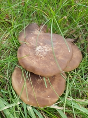 Fungi