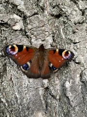 Aglais io