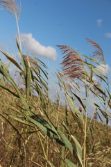 Phragmites australis altissimus