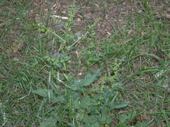 Rumex pulcher