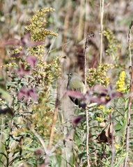 Leiothlypis celata