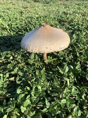Chlorophyllum