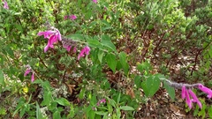 Salvia curviflora