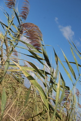 Phragmites australis altissimus