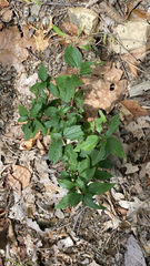Ceanothus americanus