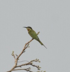 Merops superciliosus