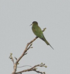 Merops superciliosus